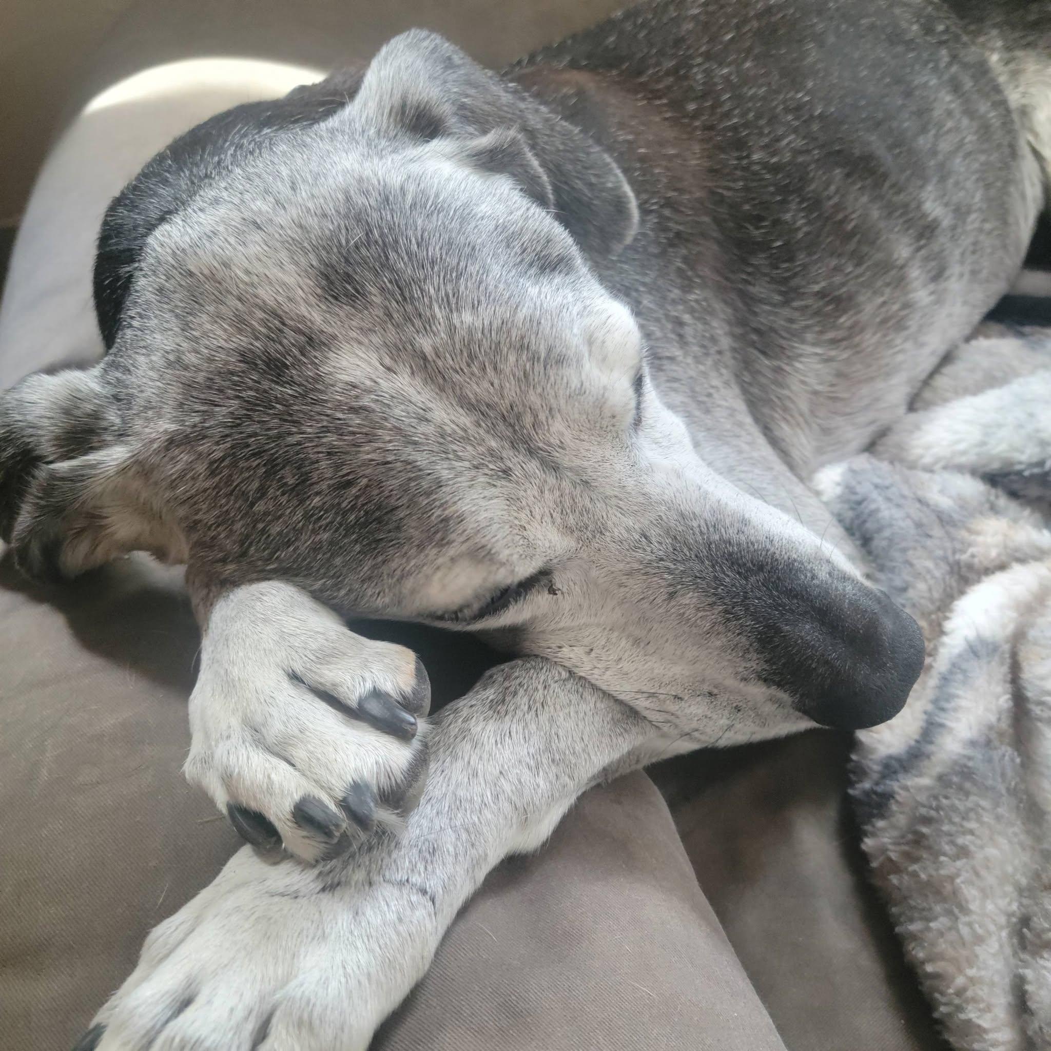 Enlarge Toby, a Adoptable mixed breed in Shawnee, KS image 6/6