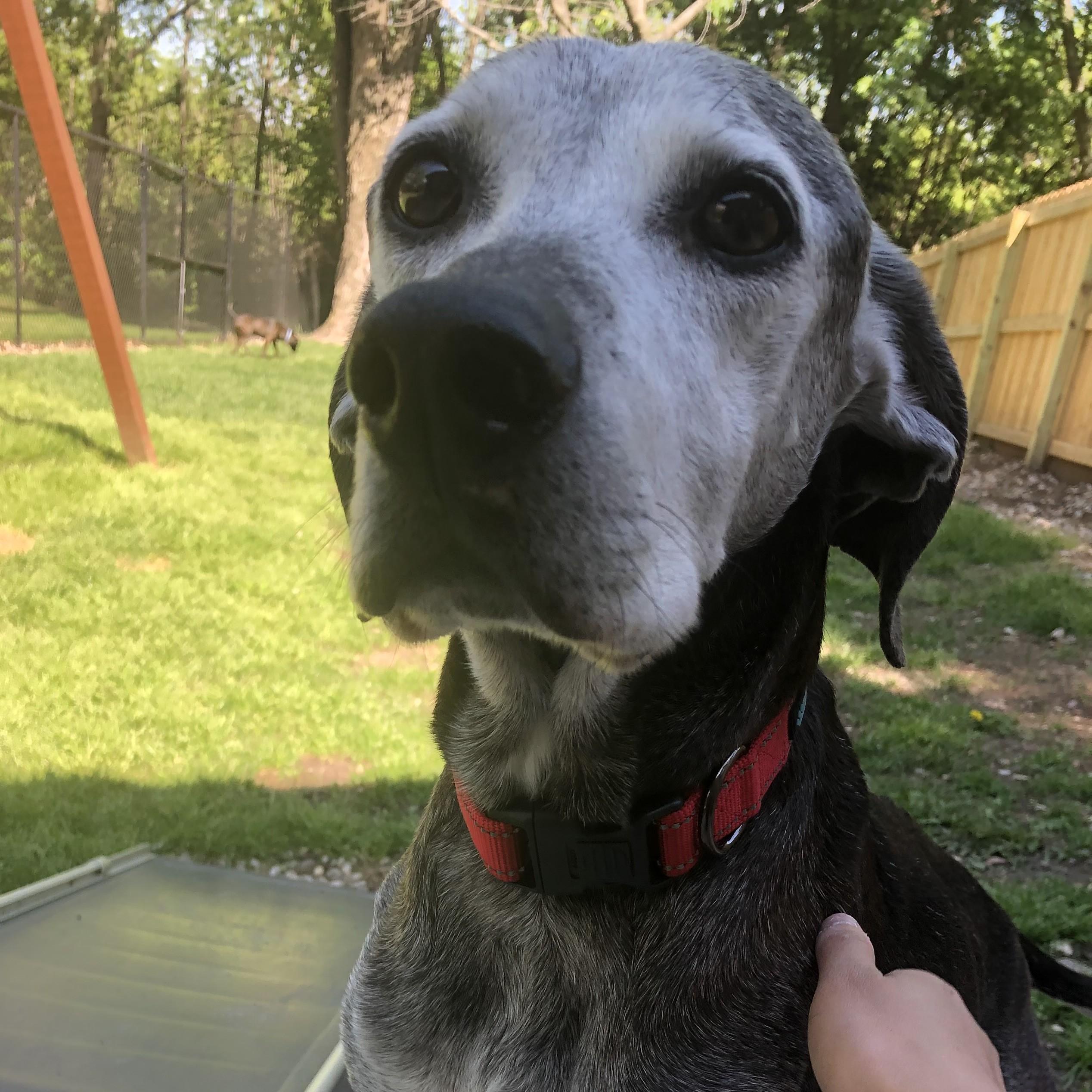 Toby, a ADOPTABLE Labrador Retriever in Shawnee, KS image 2/3