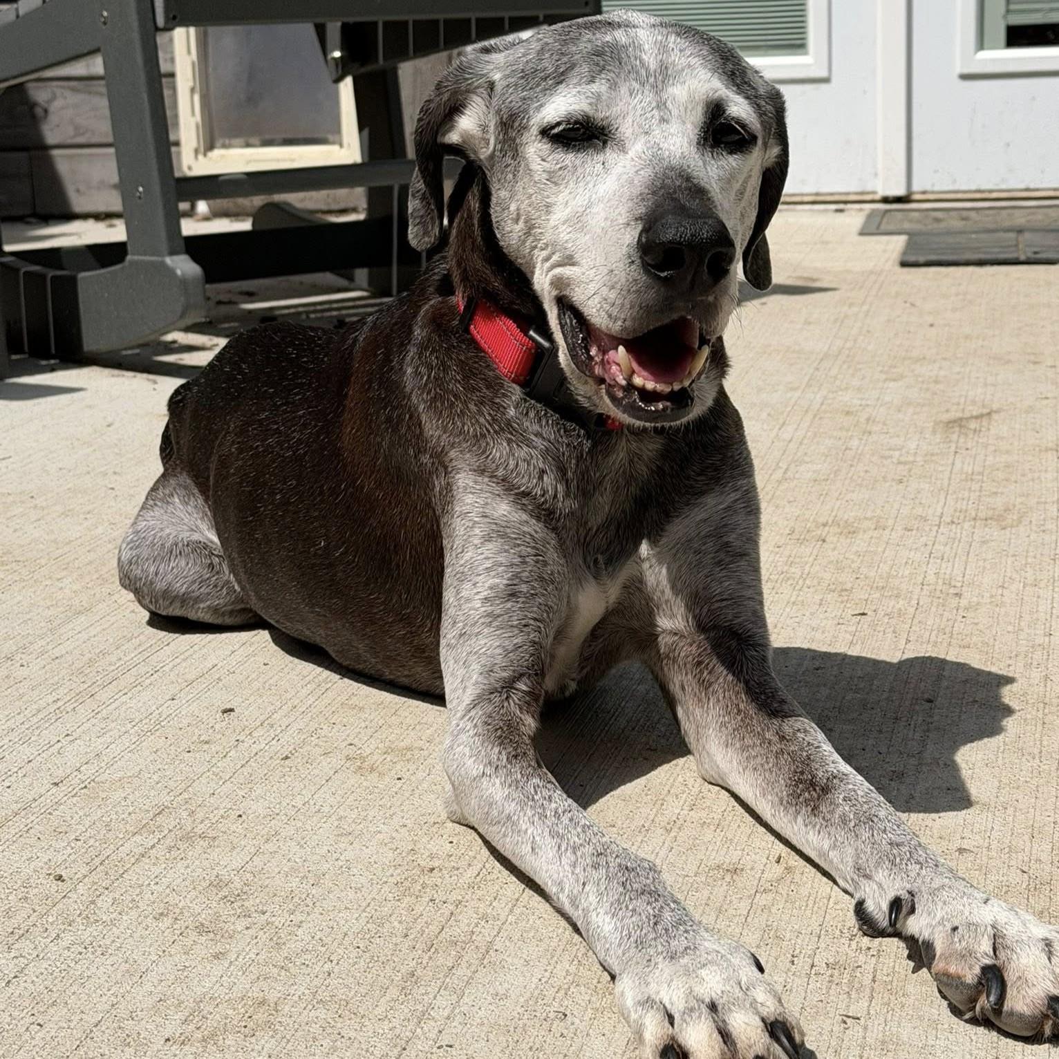 Toby, ADOPTABLE, Senior Male Labrador Retriever.