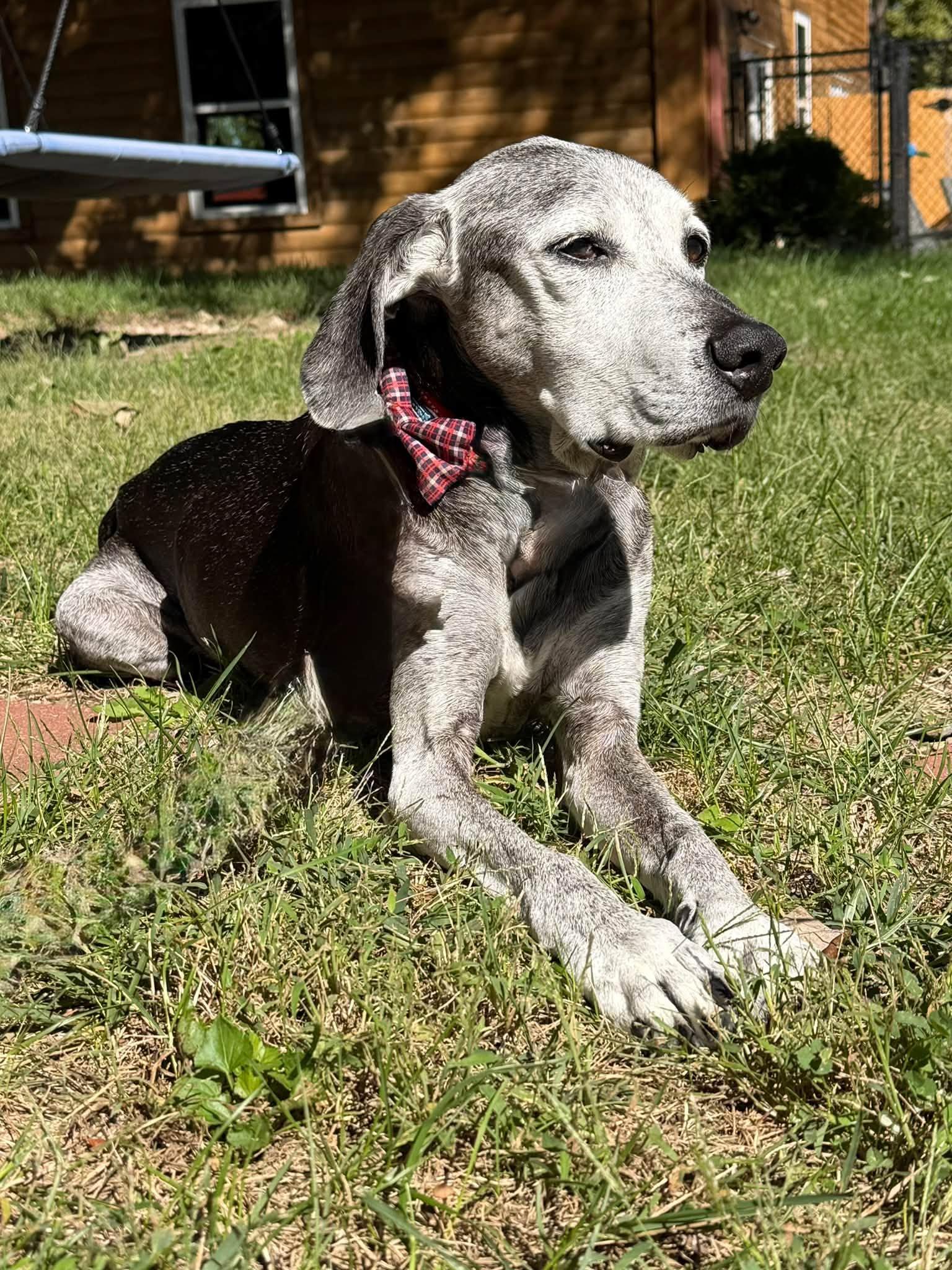 Enlarge Toby, a Adoptable mixed breed in Shawnee, KS image 5/6
