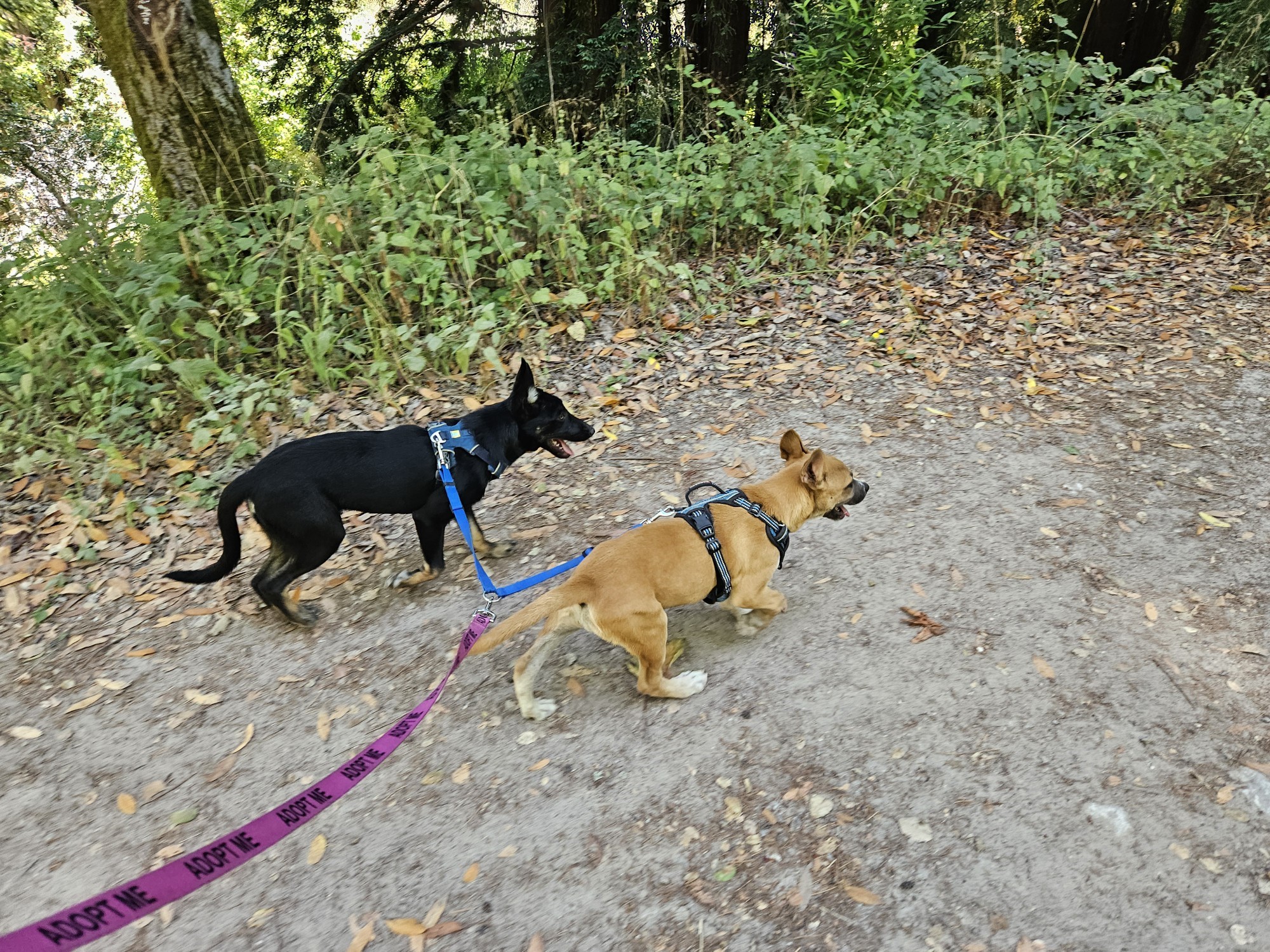 Fiona, a Adoptable mixed breed in San Jose, CA image 2/6