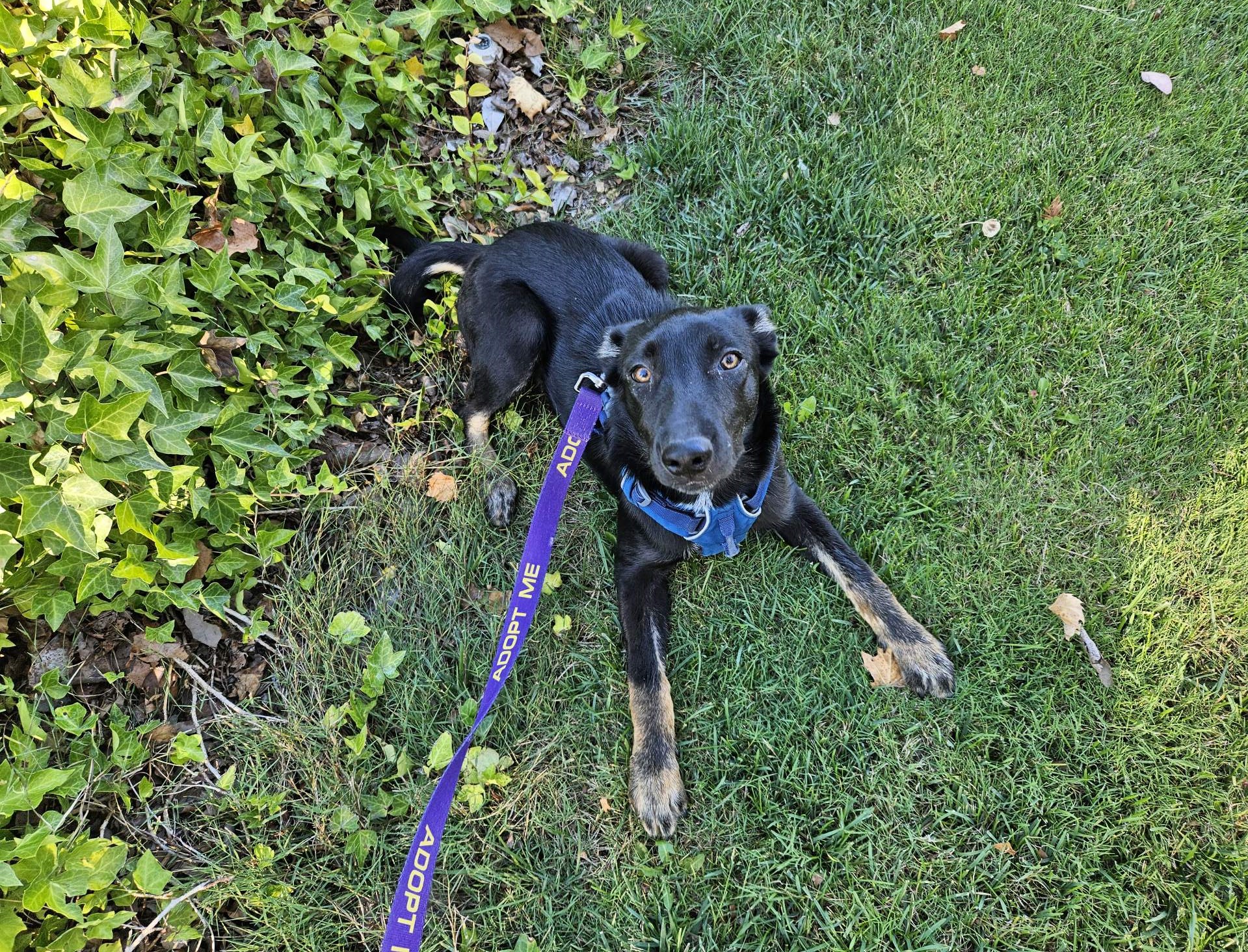 Fiona, a Adoptable mixed breed in San Jose, CA image 5/6