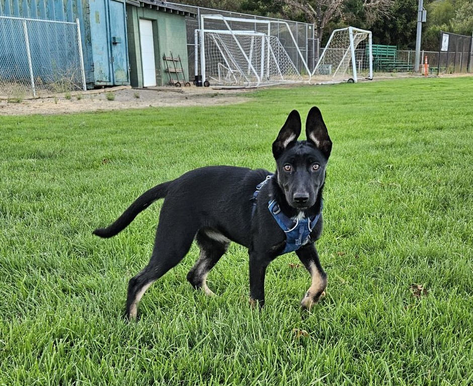 Fiona, a Adoptable mixed breed in San Jose, CA image 6/6