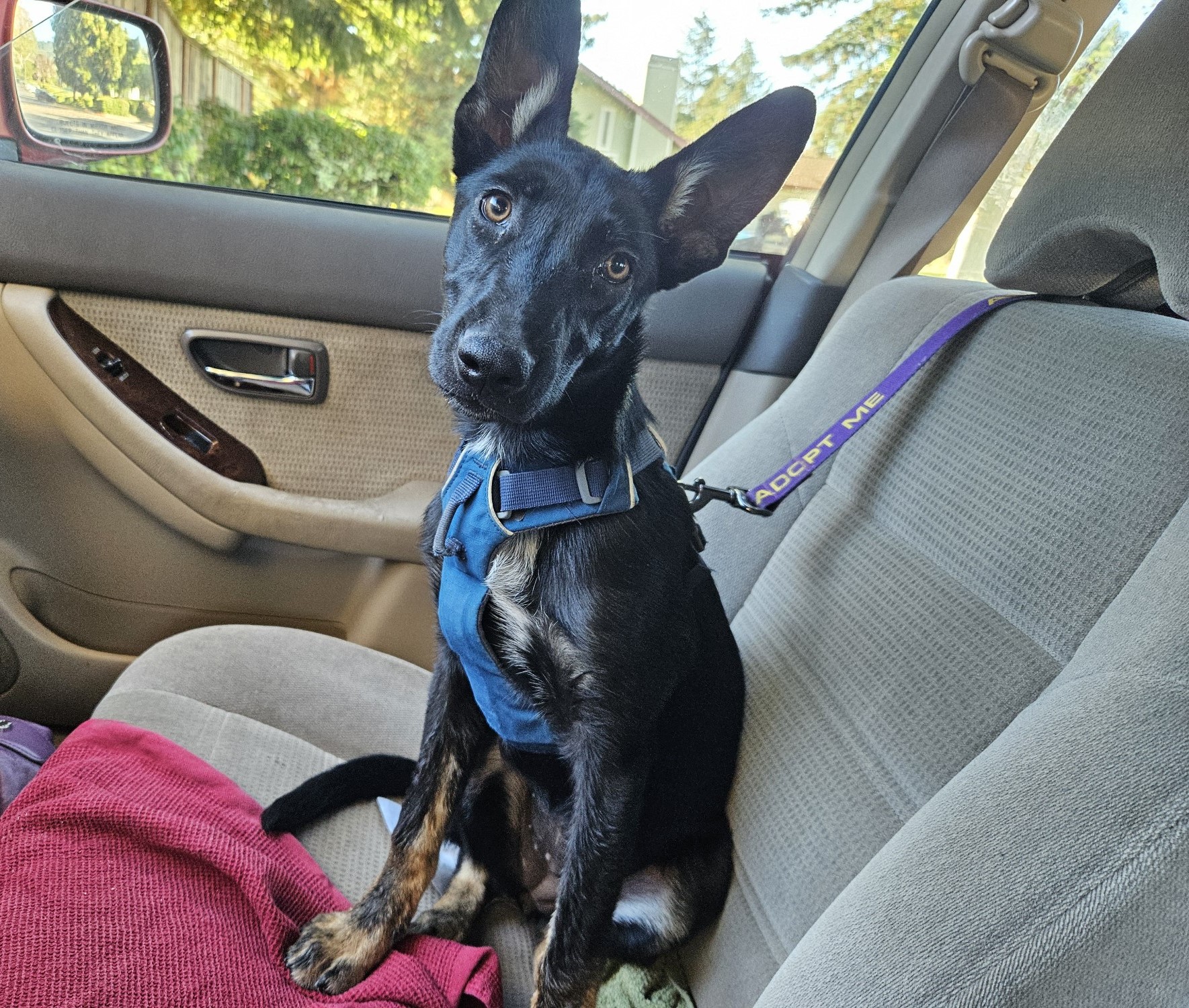 Fiona, a Adoptable mixed breed in San Jose, CA image 4/6