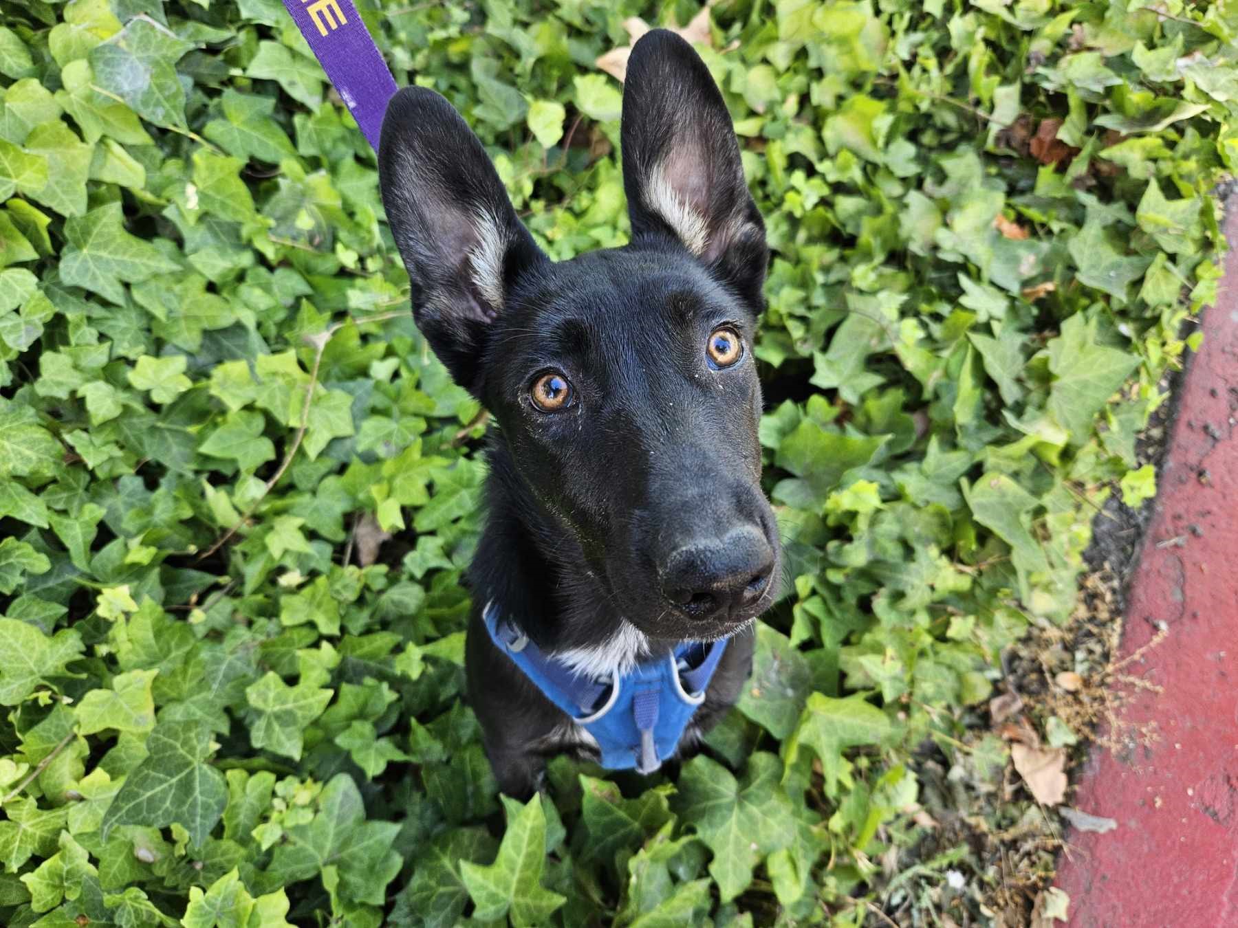Fiona, a Adoptable mixed breed in San Jose, CA image 3/6