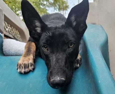 Fiona, a Adoptable mixed breed in San Jose, CA image 1/6