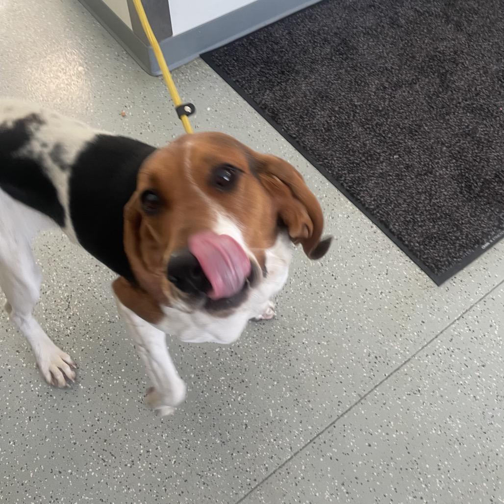 Enlarge Nutmeg, a Adoptable Hound in Galax, VA image 1/1