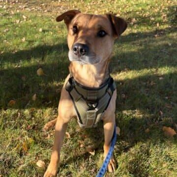 Enlarge Fingers, a Adoptable mixed breed in Edmonton, AB image 2/6