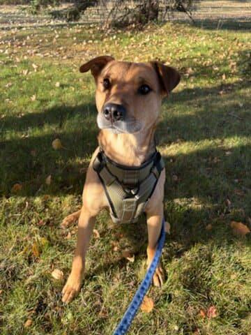 Fingers, a Adoptable mixed breed in Edmonton, AB image 1/6