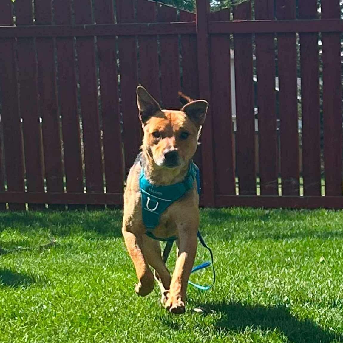 Fingers, a Adoptable mixed breed in Edmonton, AB image 6/6