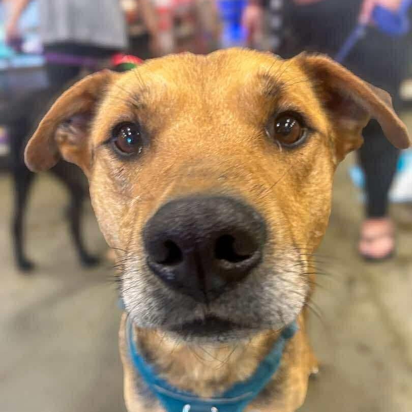 Fingers, Adoptable, Adult Male Shepherd.