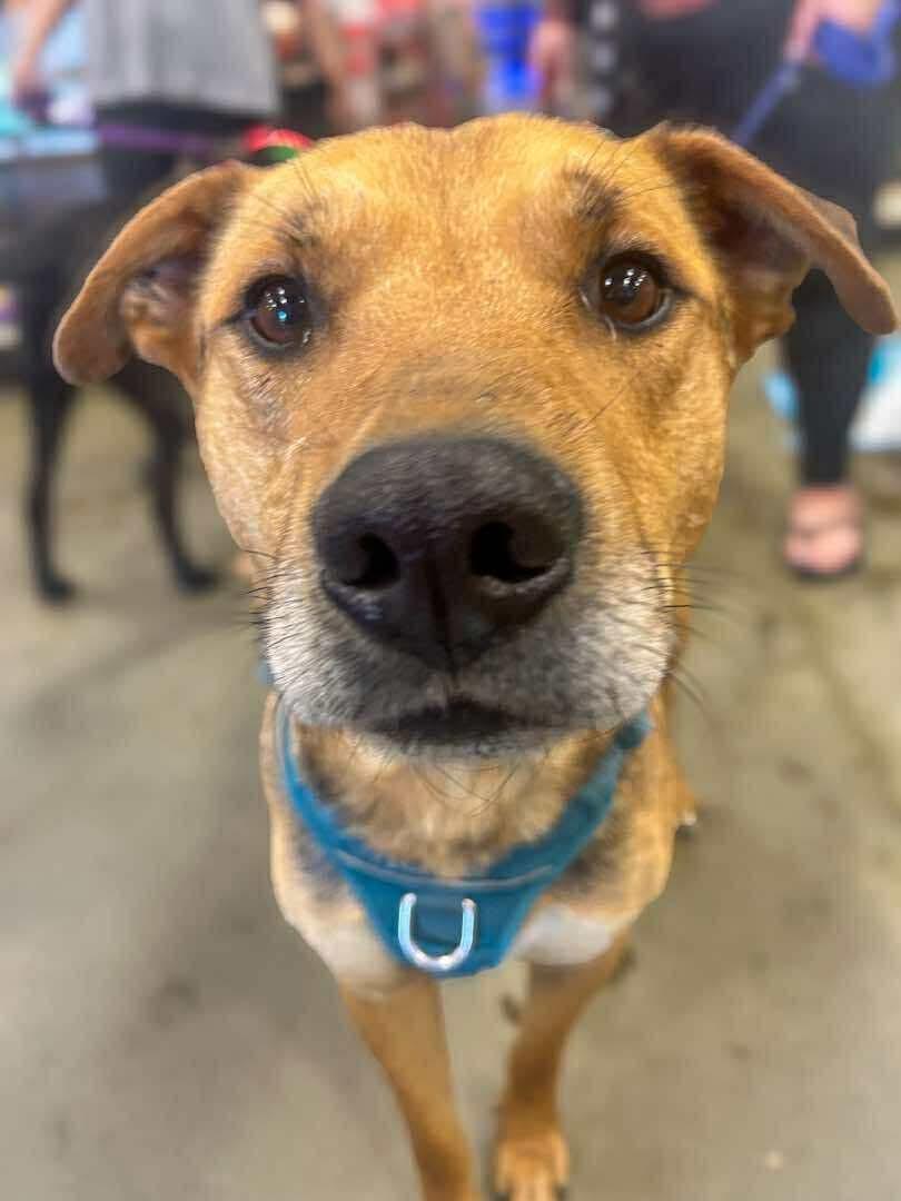 Fingers, a Adoptable mixed breed in Edmonton, AB image 2/6