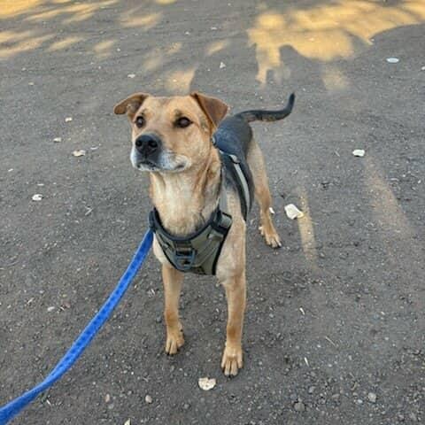 Enlarge Fingers, a Adoptable mixed breed in Edmonton, AB image 3/6