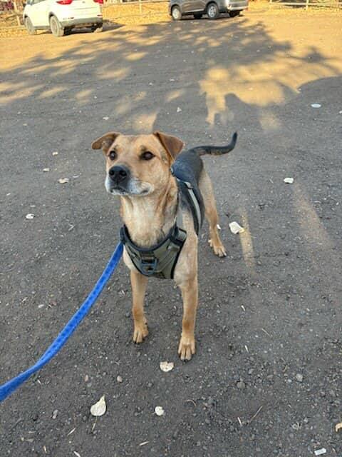 Fingers, a Adoptable mixed breed in Edmonton, AB image 3/6