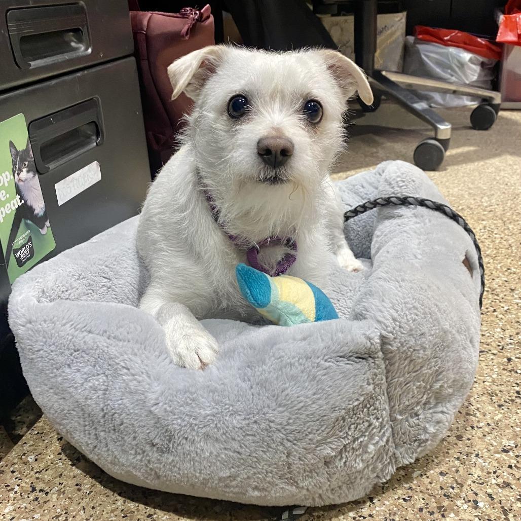 Rascal, Adoptable, Senior Male Terrier & Jack Russell Terrier.