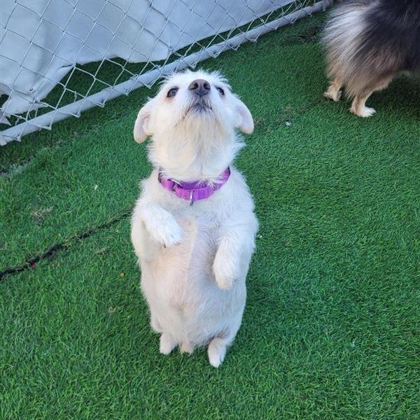 Rascal, Adoptable, Senior Male Terrier & Jack Russell Terrier.