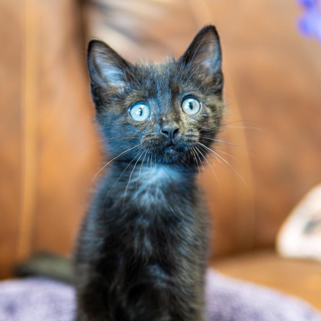 Enlarge Pop, a Adoptable Domestic Short Hair in Emporia, KS image 1/6