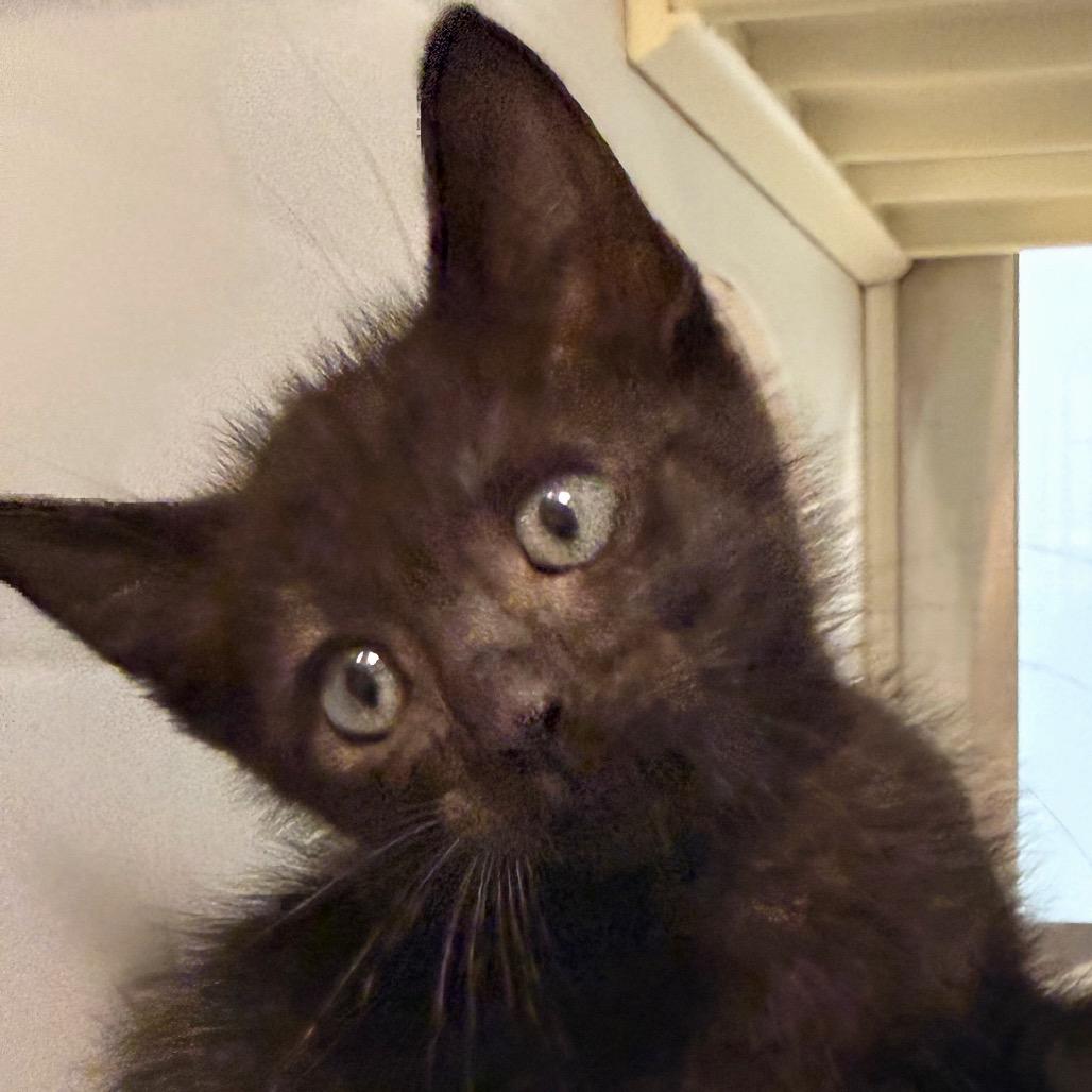 Enlarge Pop, a Adoptable Domestic Short Hair in Emporia, KS image 2/6