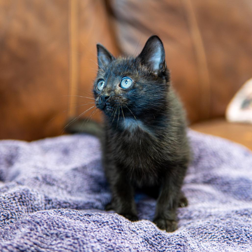 Enlarge Pop, a Adoptable Domestic Short Hair in Emporia, KS image 3/6