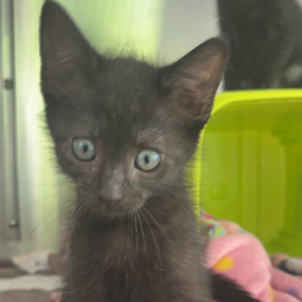 Enlarge Pop, a Adoptable Domestic Short Hair in Emporia, KS image 4/6