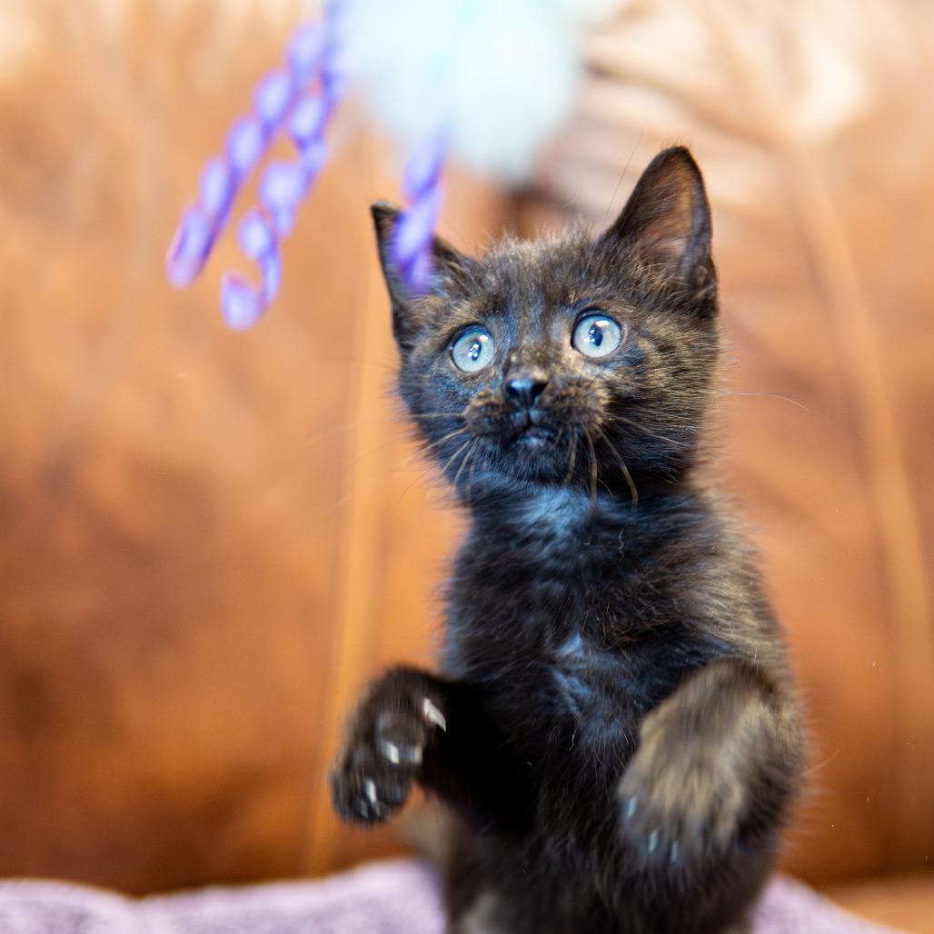 Enlarge Pop, a Adoptable Domestic Short Hair in Emporia, KS image 5/6