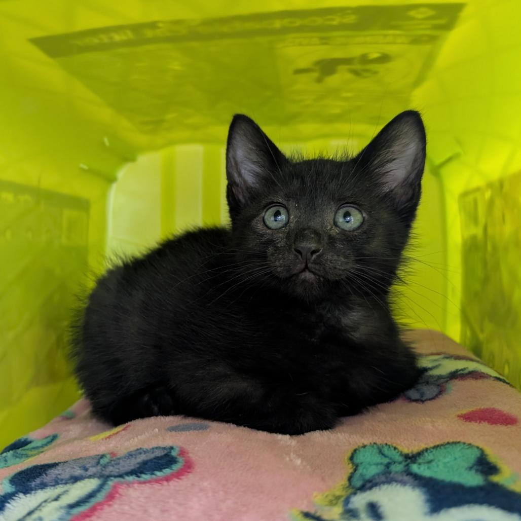 Enlarge Pop, a Adoptable Domestic Short Hair in Emporia, KS image 6/6