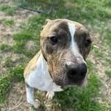 Playing Card 1639 — thumbnail 3