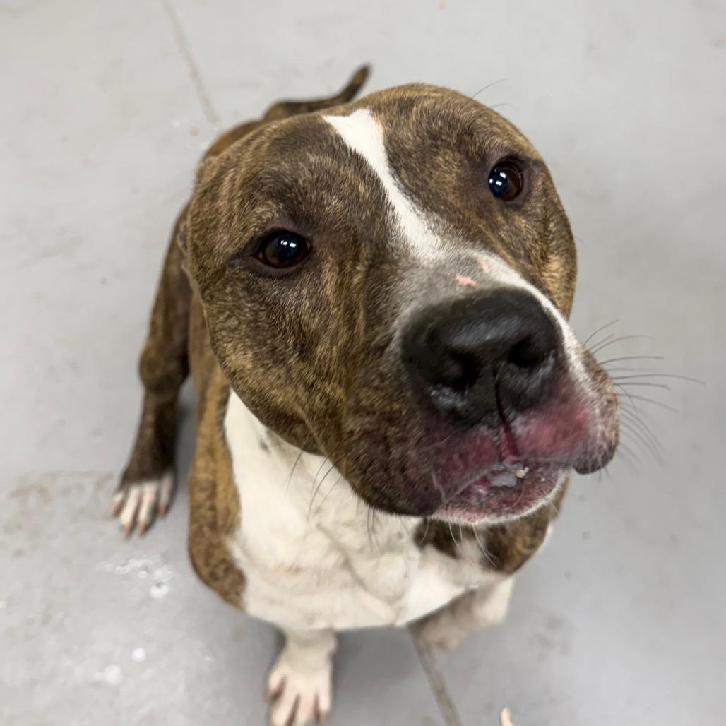 Playing Card 1639 — thumbnail 4