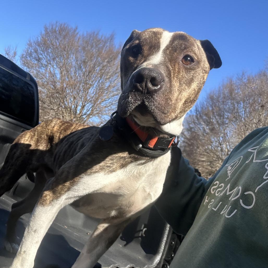 Playing Card 1639 — thumbnail 5