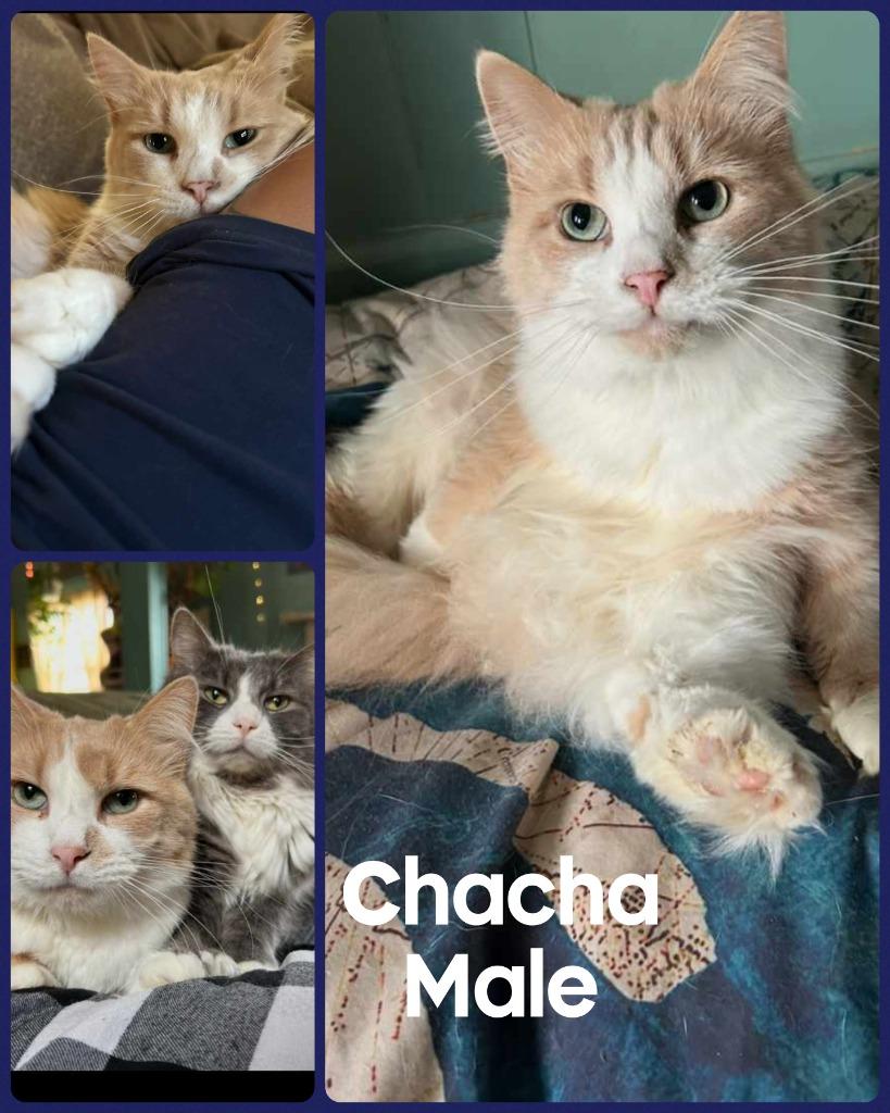 Enlarge Chacha, a Adopted mixed breed in LIberty, NY image 1/1