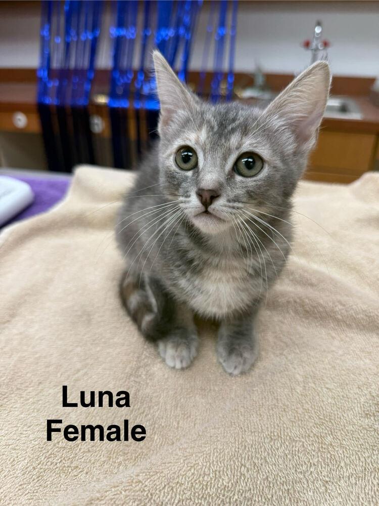 Luna, Adoptable, Kitten Female Domestic Short Hair.