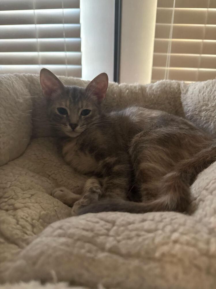 Enlarge Luna, a Adoptable Domestic Short Hair in Lancaster, CA image 2/2