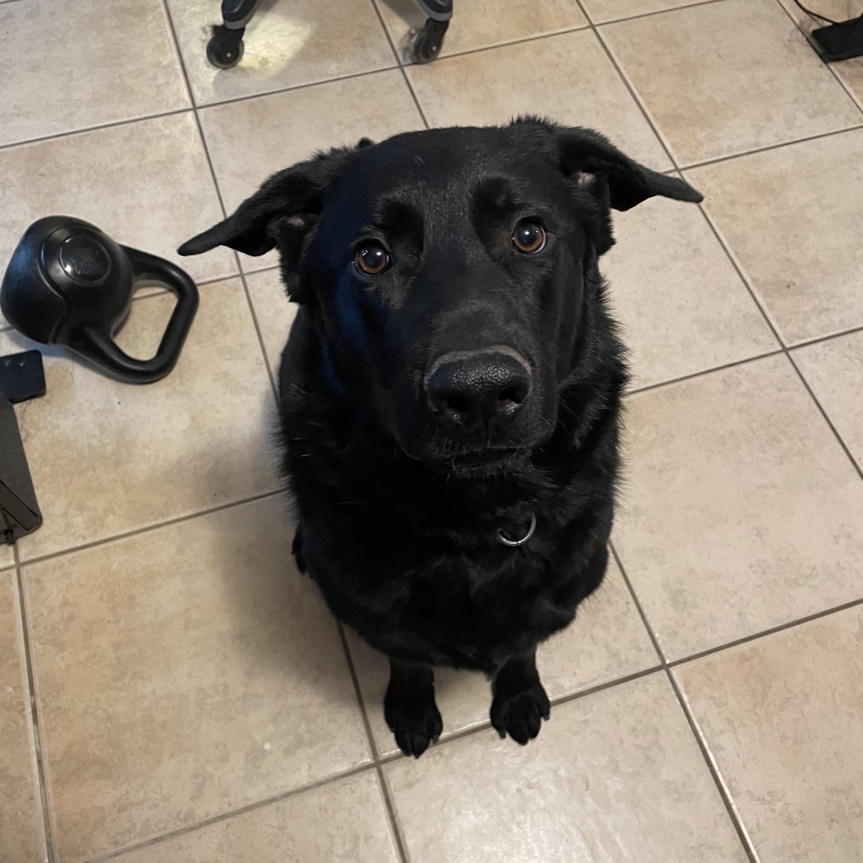 Enlarge Duke, a Adoptable mixed breed in Glendale, AZ image 3/5