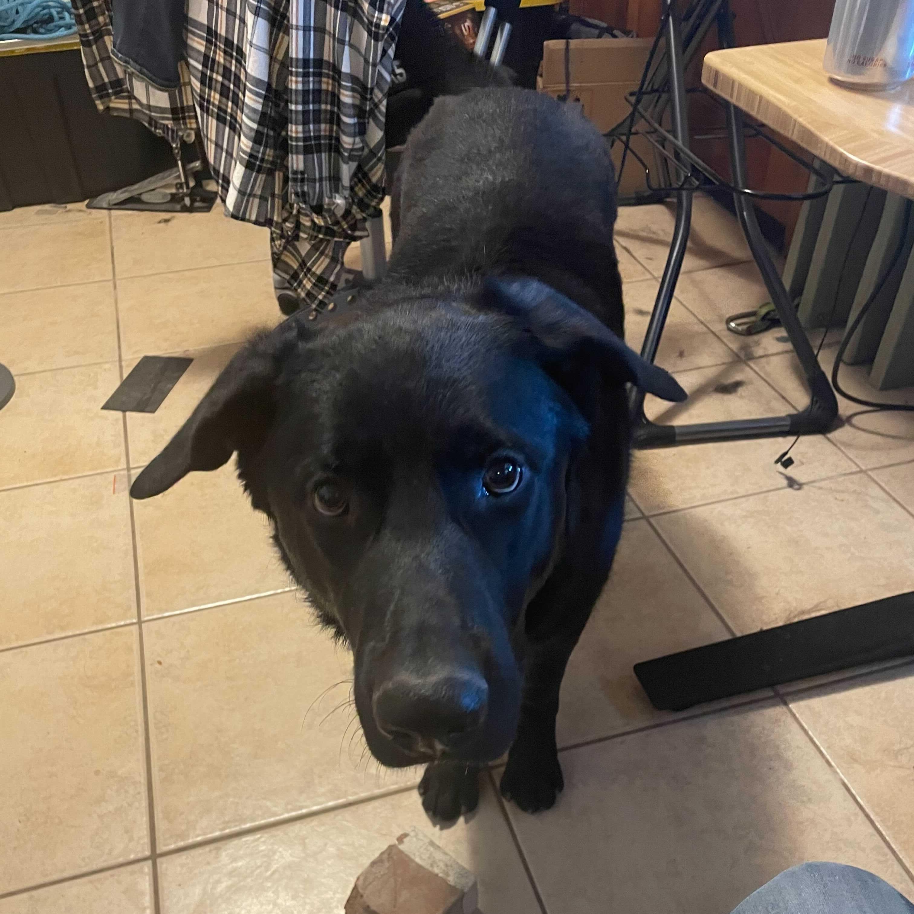 Enlarge Duke, a Adoptable mixed breed in Glendale, AZ image 4/5