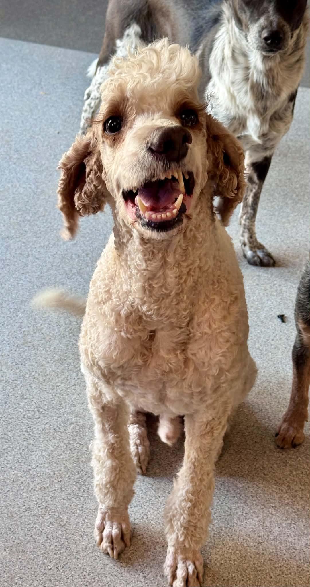 Enlarge Romeo, a Adopted mixed breed in Bend, OR image 1/4