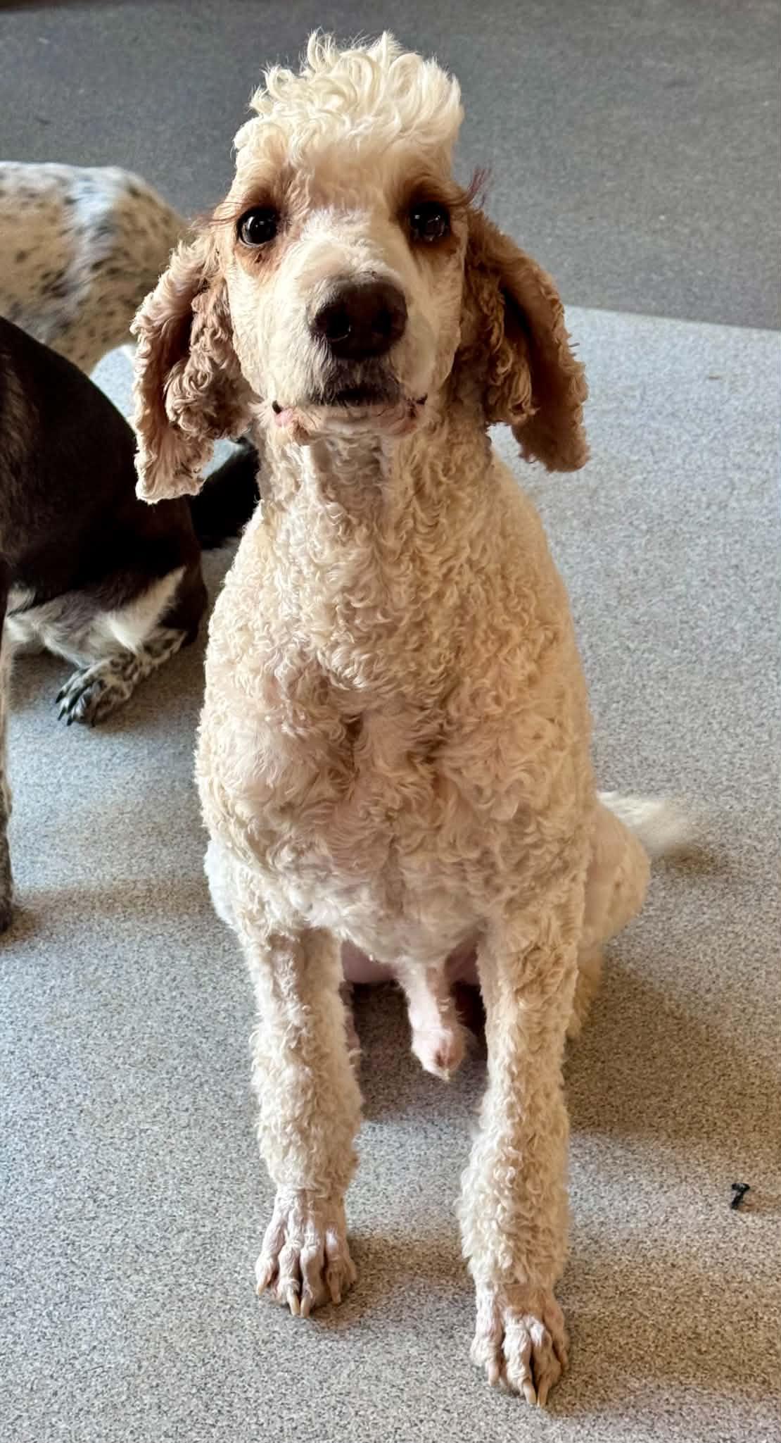 Enlarge Romeo, a Adopted mixed breed in Bend, OR image 3/4