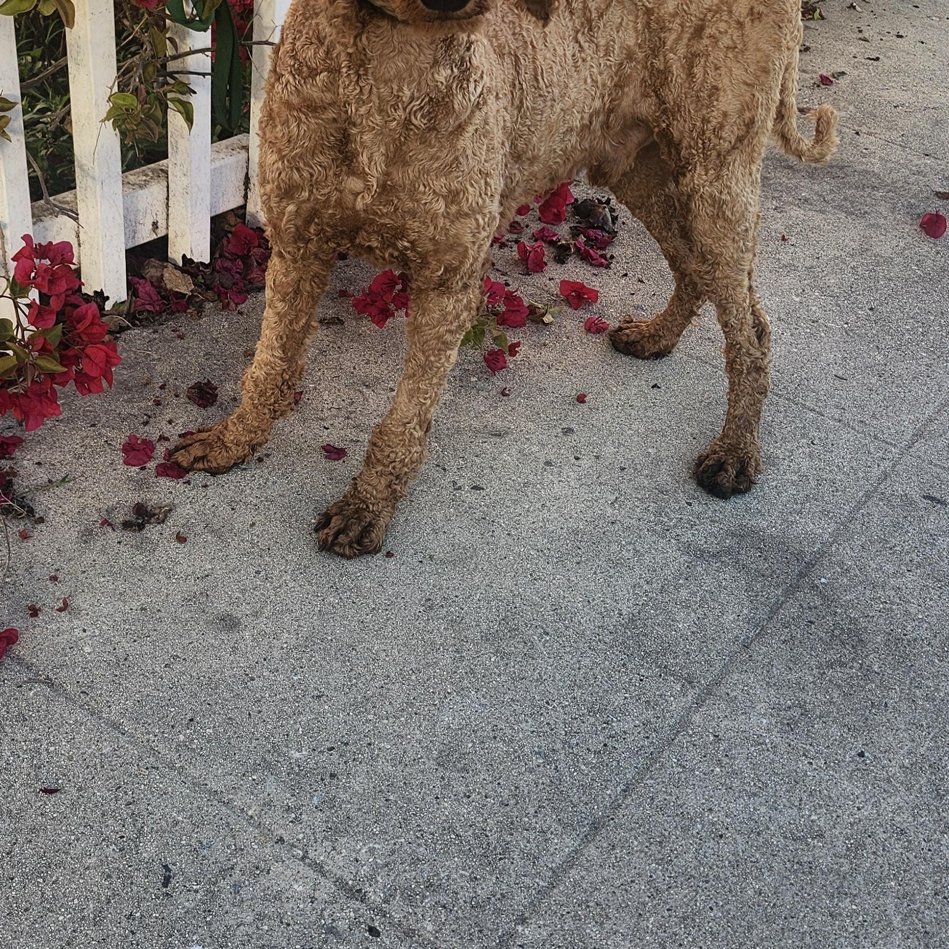 Steve, a Adoptable Goldendoodle in Torrance, CA image 2/4