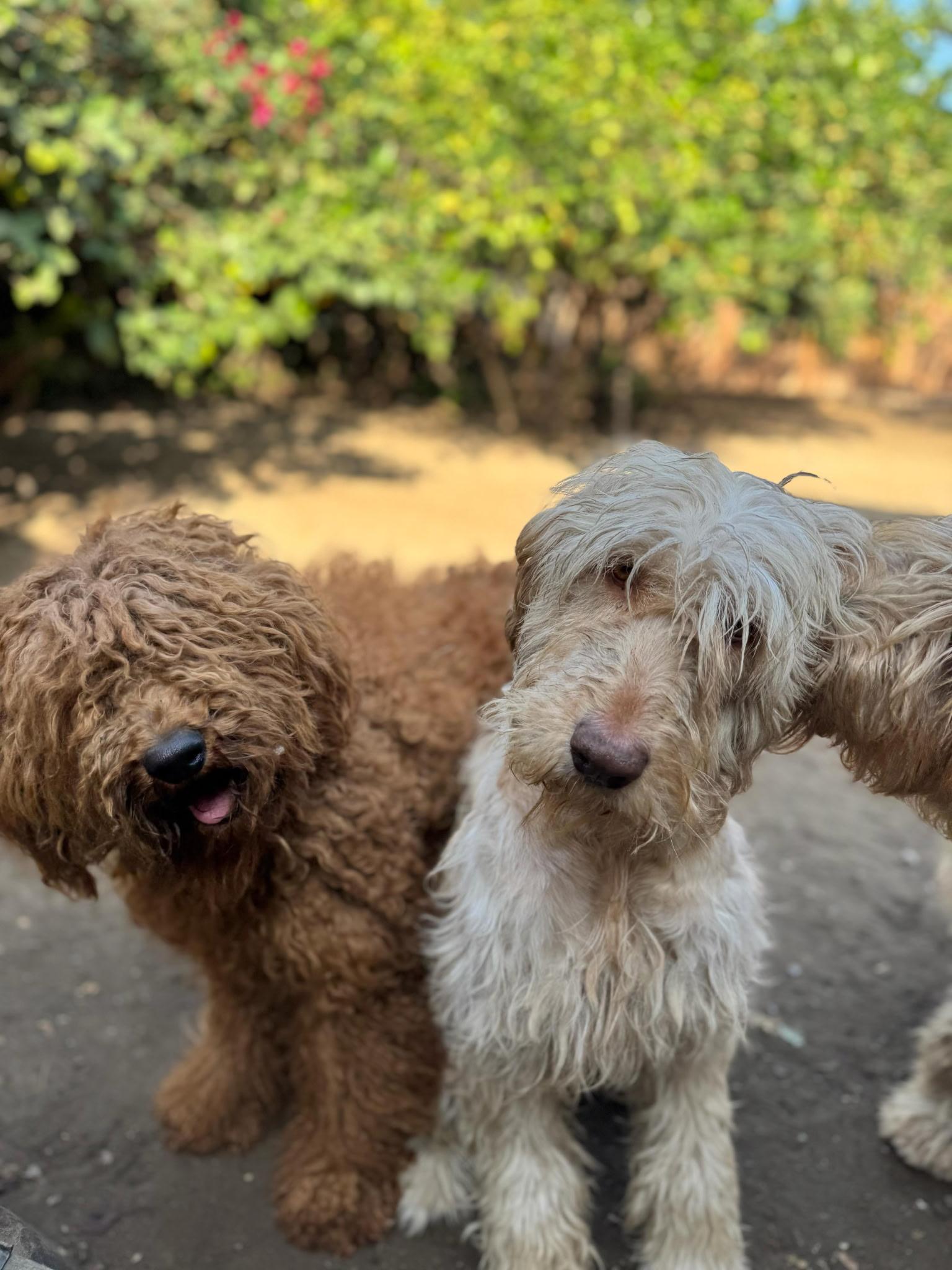 Steve, a Adoptable Goldendoodle in Torrance, CA image 1/4