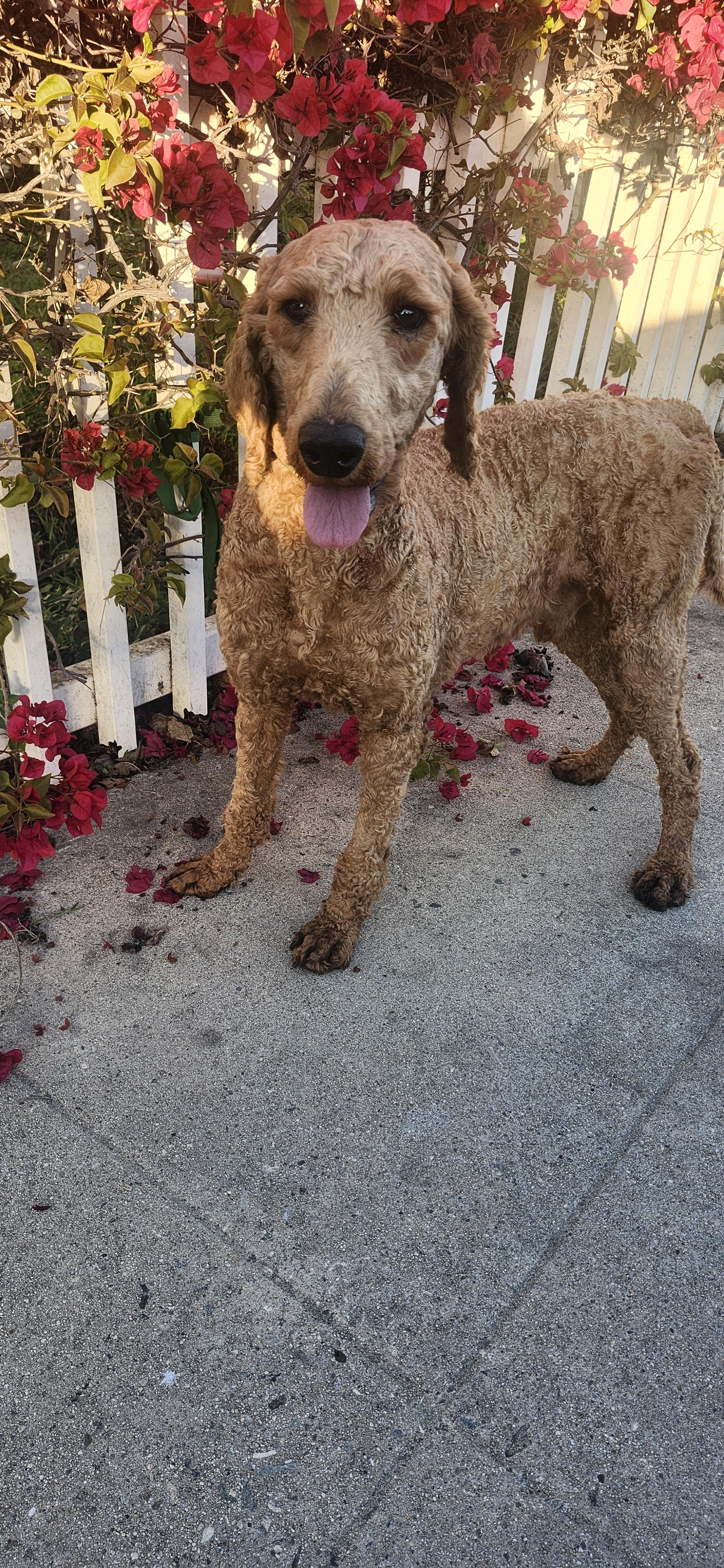 Steve, a Adoptable Goldendoodle in Torrance, CA image 3/4
