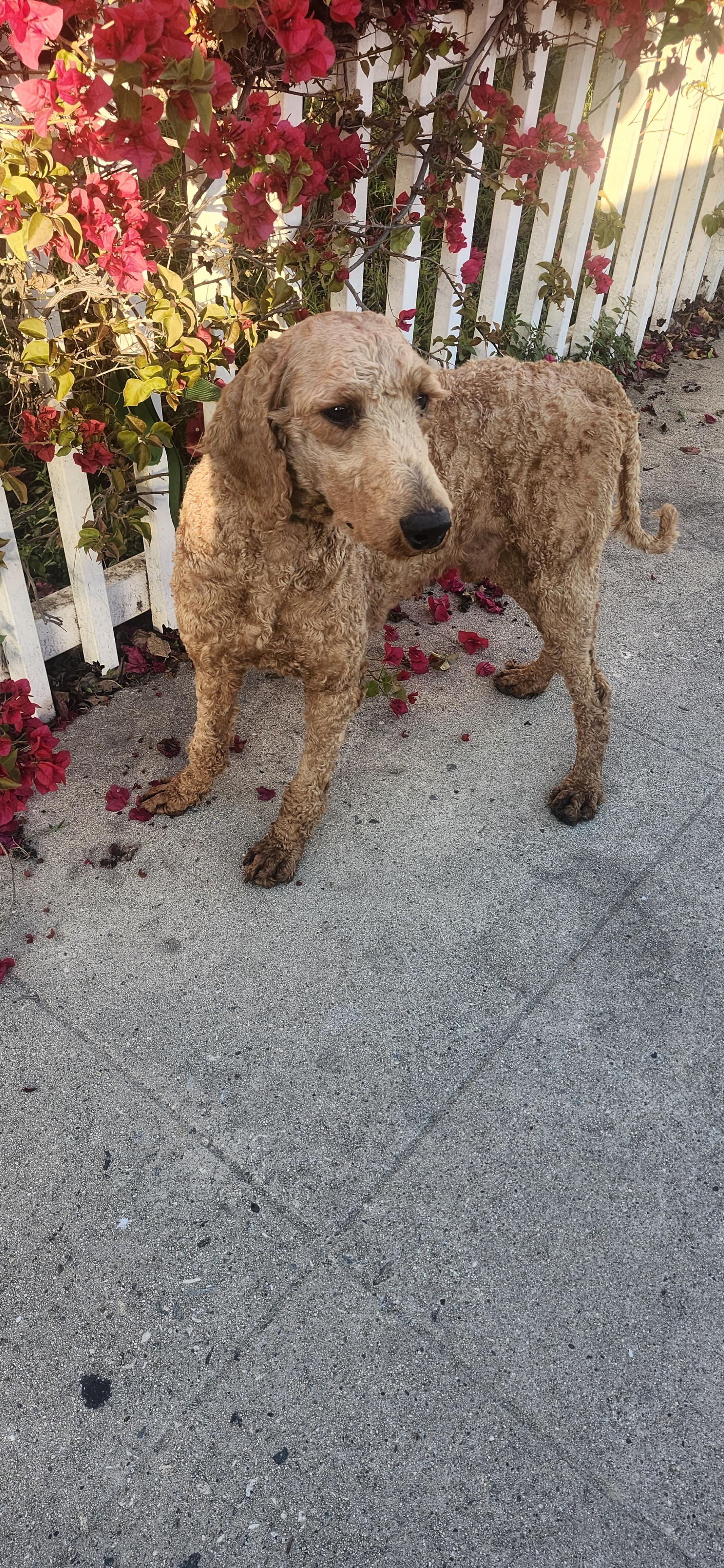 Steve, a Adoptable Goldendoodle in Torrance, CA image 4/4
