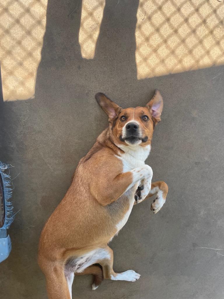 Liv, Adoptable, Adult Female Shepherd & Hound.