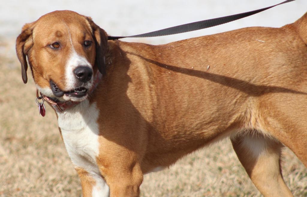 Enlarge Liv, a Adoptable mixed breed in Mena, AR image 2/4