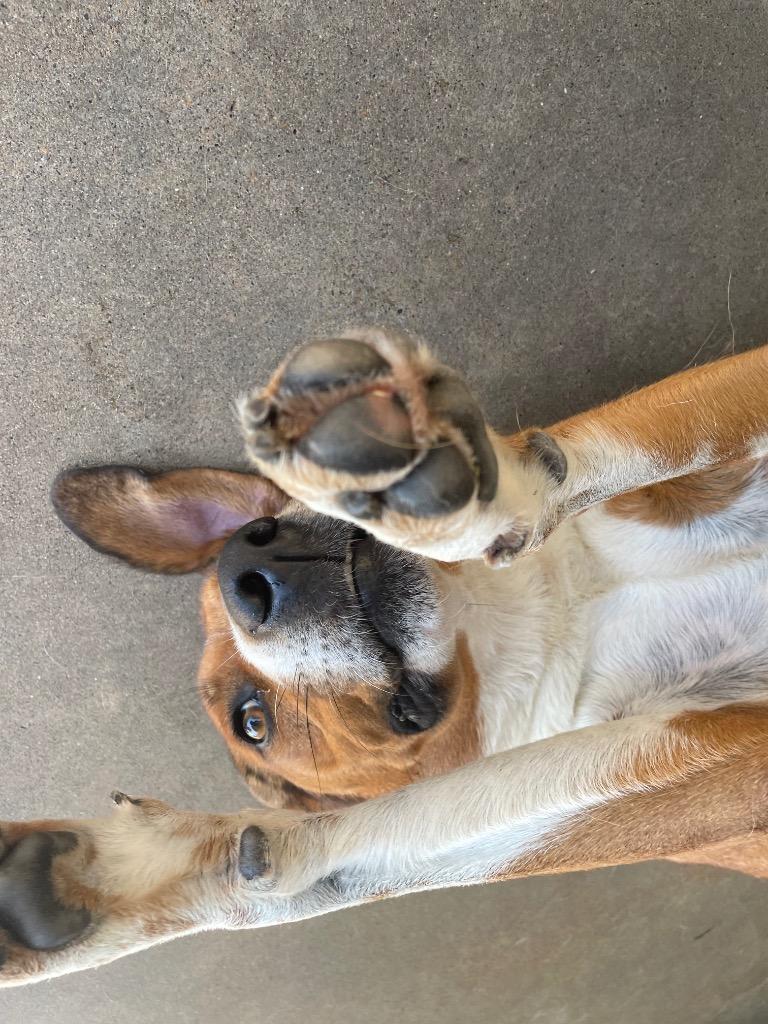 Enlarge Ruby, a Adopted mixed breed in Mena, AR image 3/5