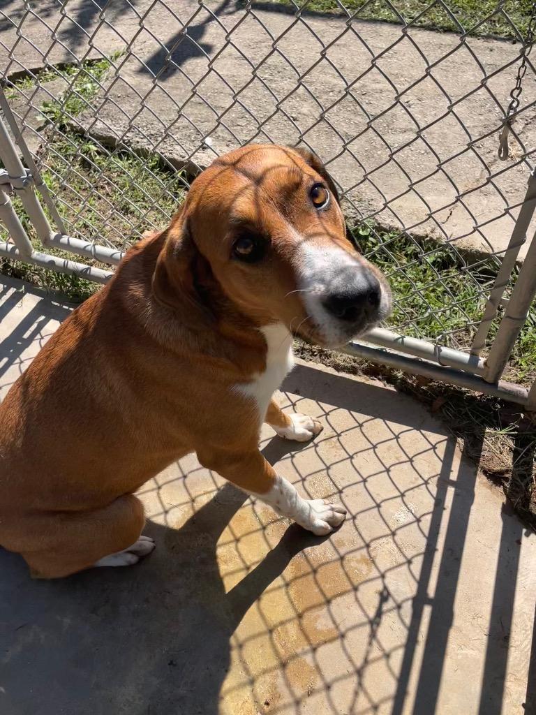 Enlarge Liv, a Adoptable mixed breed in Mena, AR image 3/4