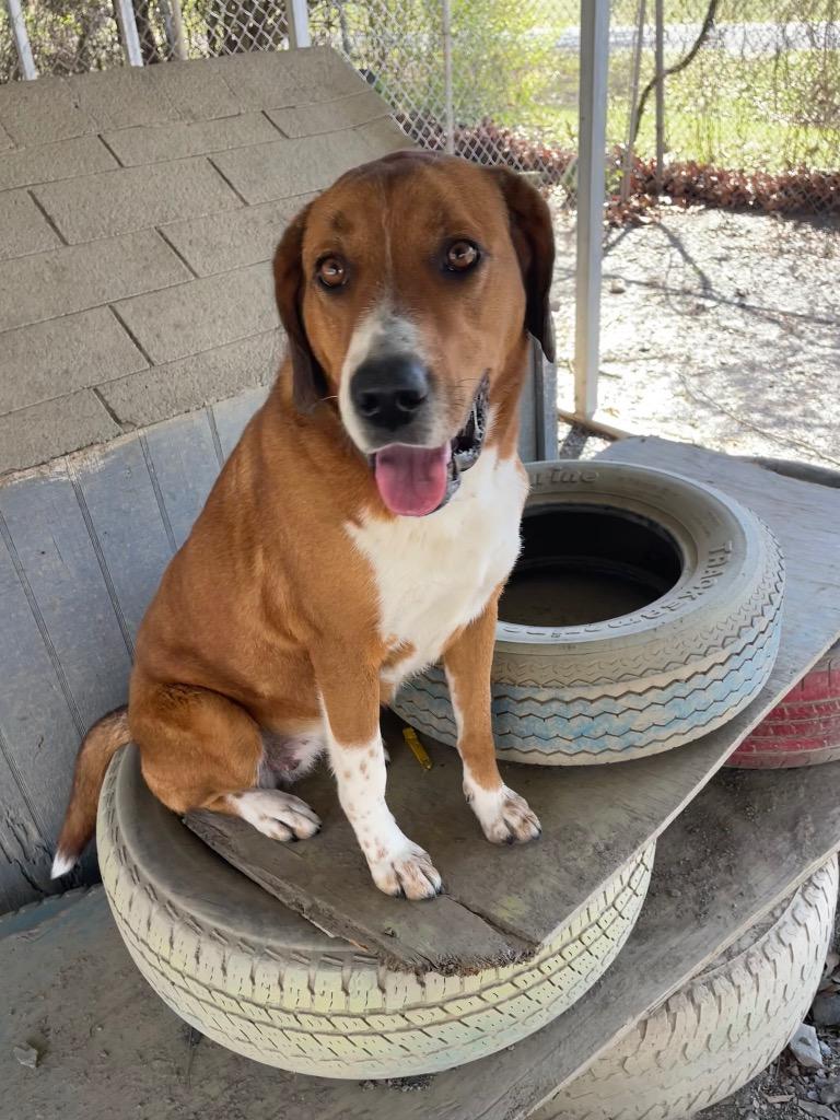 Enlarge Ruby, a Adopted mixed breed in Mena, AR image 4/5