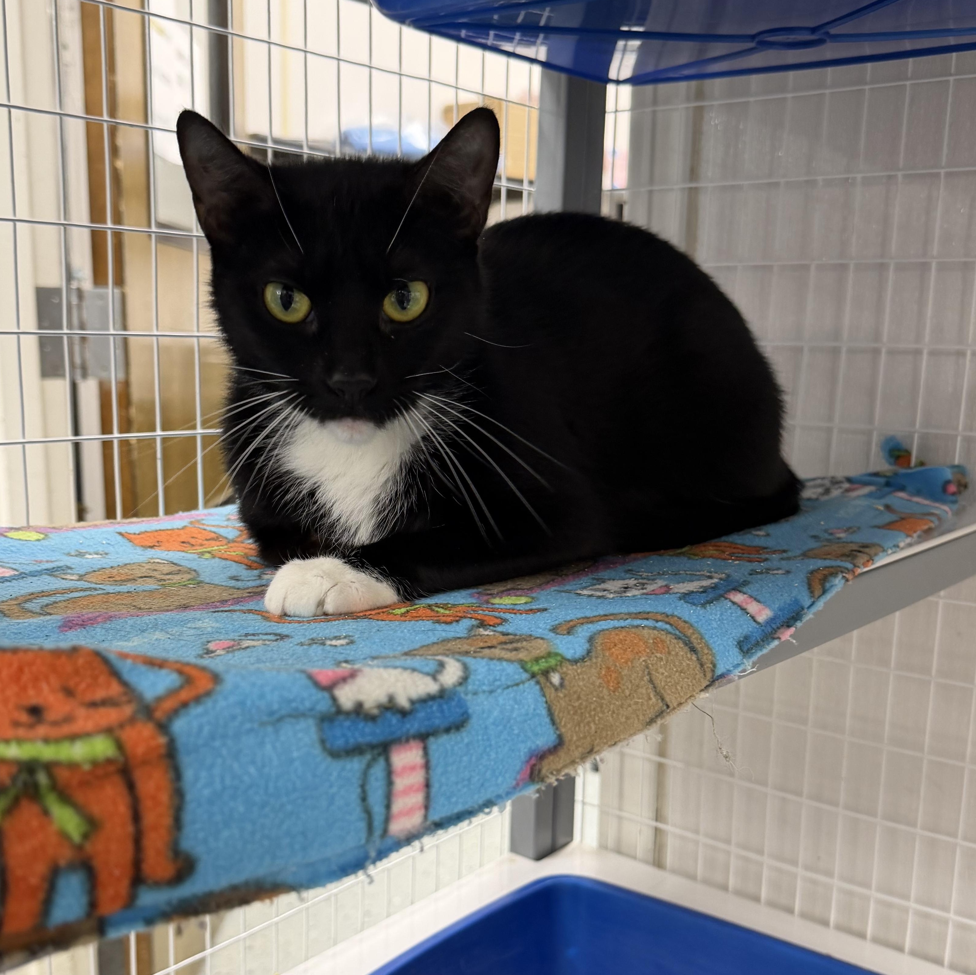 Enlarge Jan, a Adoptable Domestic Medium Hair in Senatobia, MS image 2/3