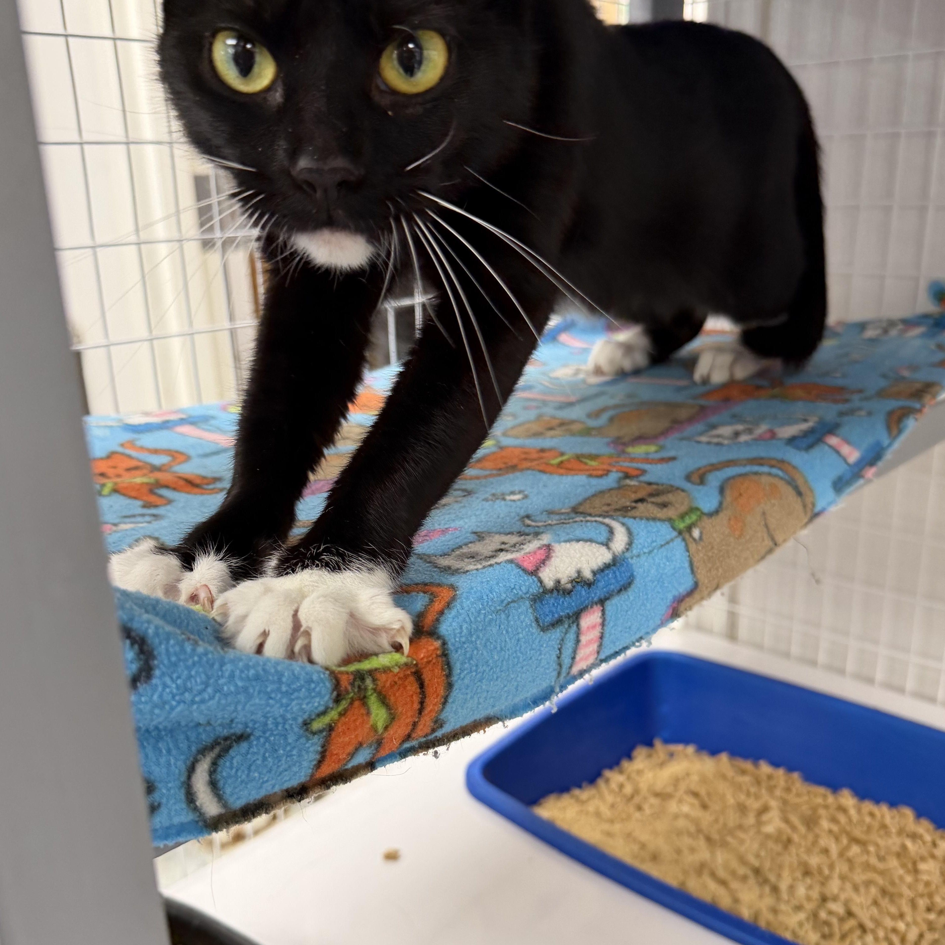 Enlarge Jan, a Adoptable Domestic Medium Hair in Senatobia, MS image 1/3