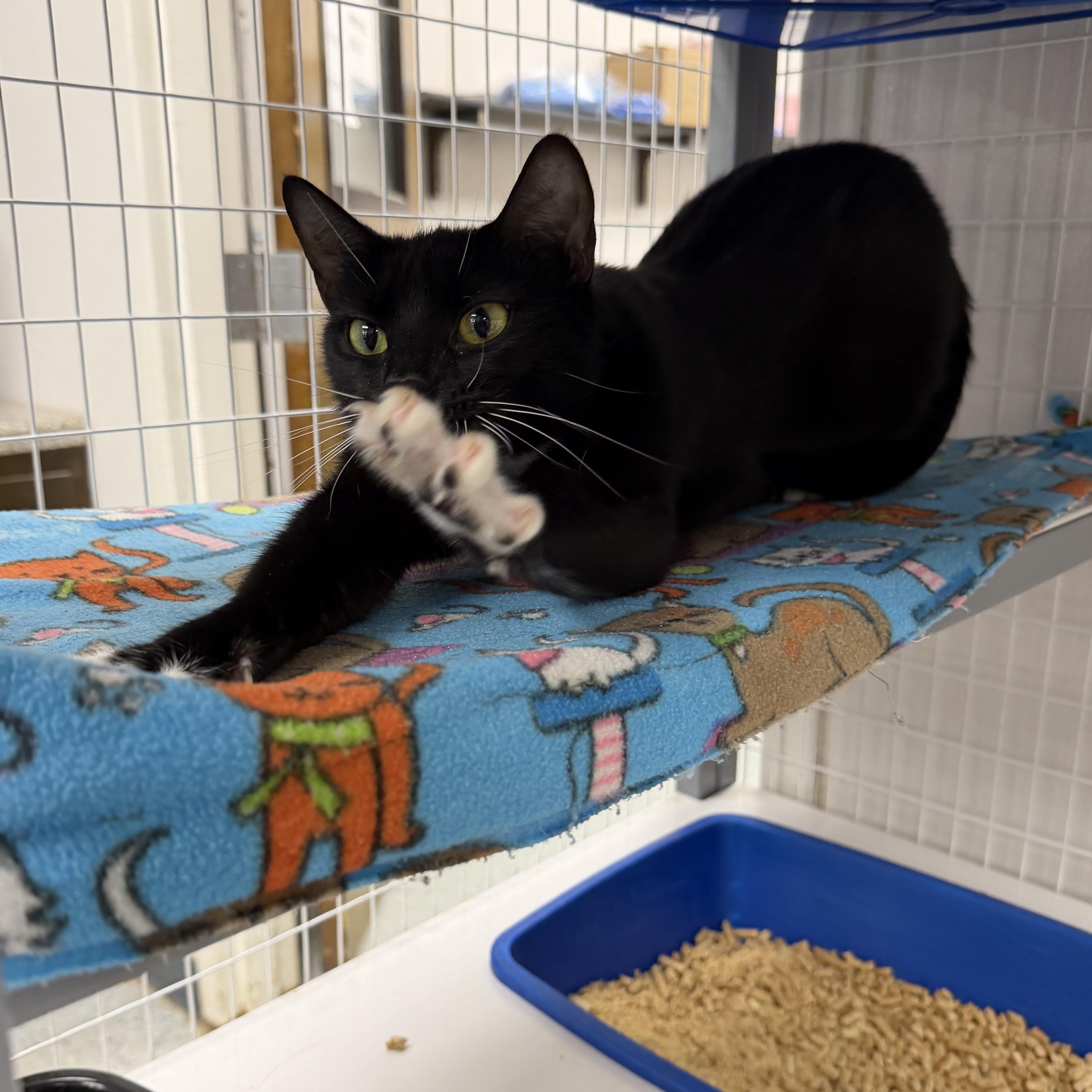 Enlarge Jan, a Adoptable Domestic Medium Hair in Senatobia, MS image 3/3