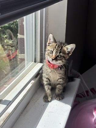 Audi, Adoptable, Kitten Female Domestic Short Hair & Domestic Short Hair.