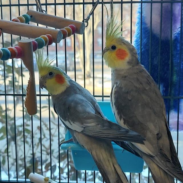 Ditty with Dew-In Foster, Adoptable, Adult Male Cockatiel.
